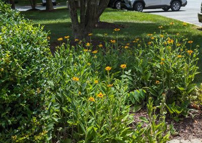 Landscaping in the Park Summit community