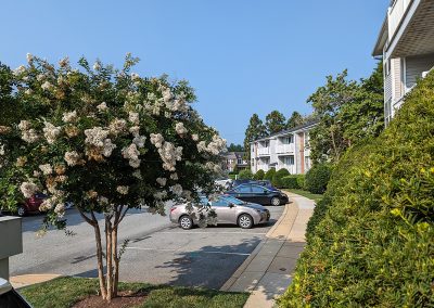 Landscaping near Park Summit townhouses
