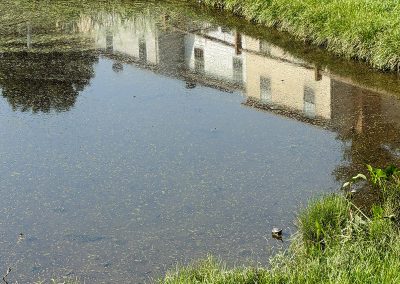 Turtle in the Park Summit wet pond