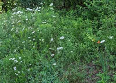 Vegetation in the Park Summit community