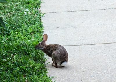 Wildlife in the Park Summit community
